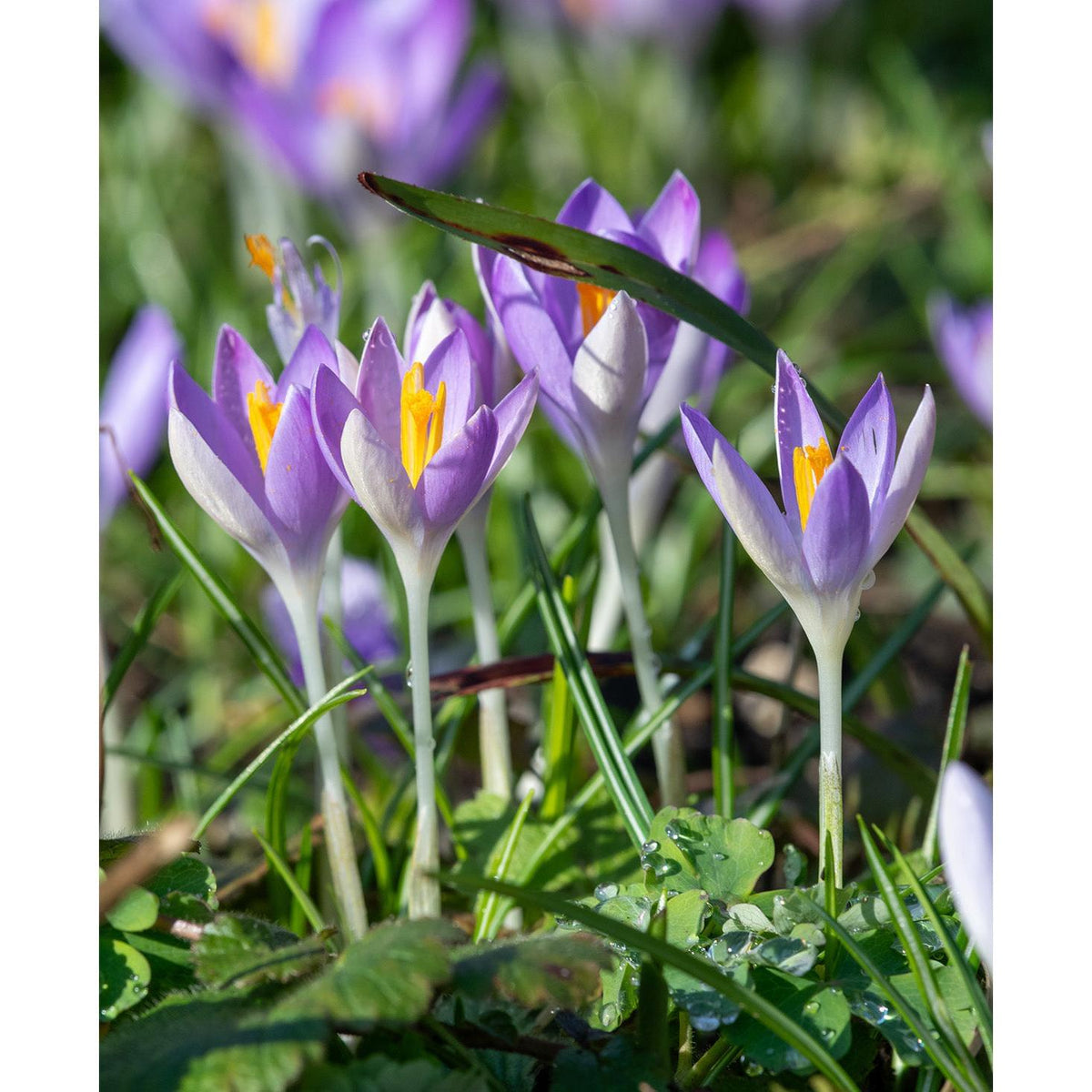 Whitewell Purple Species Crocus - 10 bulbs