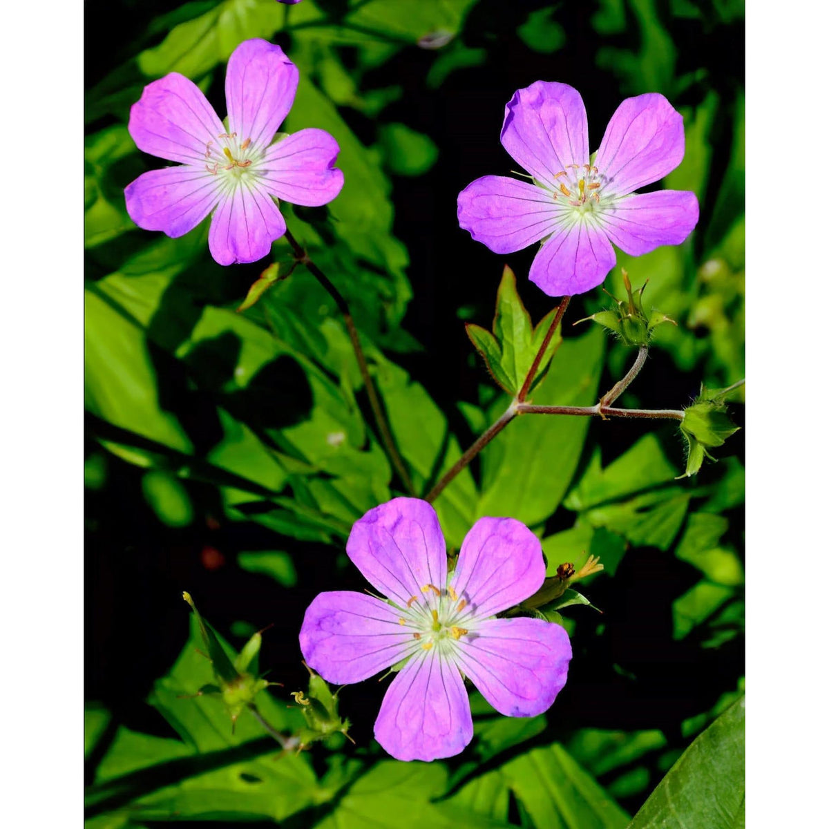 Wild Geranium - 5 Root Divisions