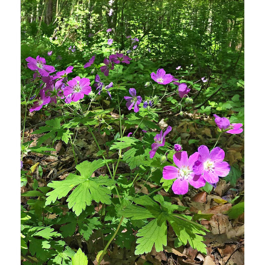 Wild Geranium - 5 Root Divisions