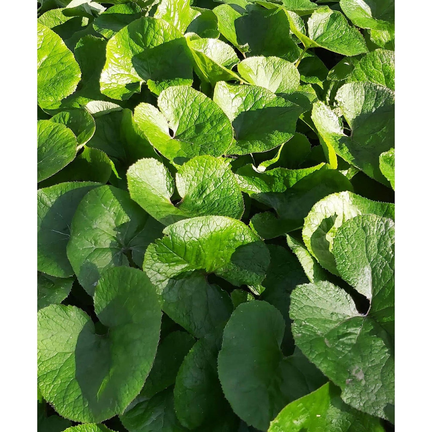 Wild Ginger - 5 Root Divisions
