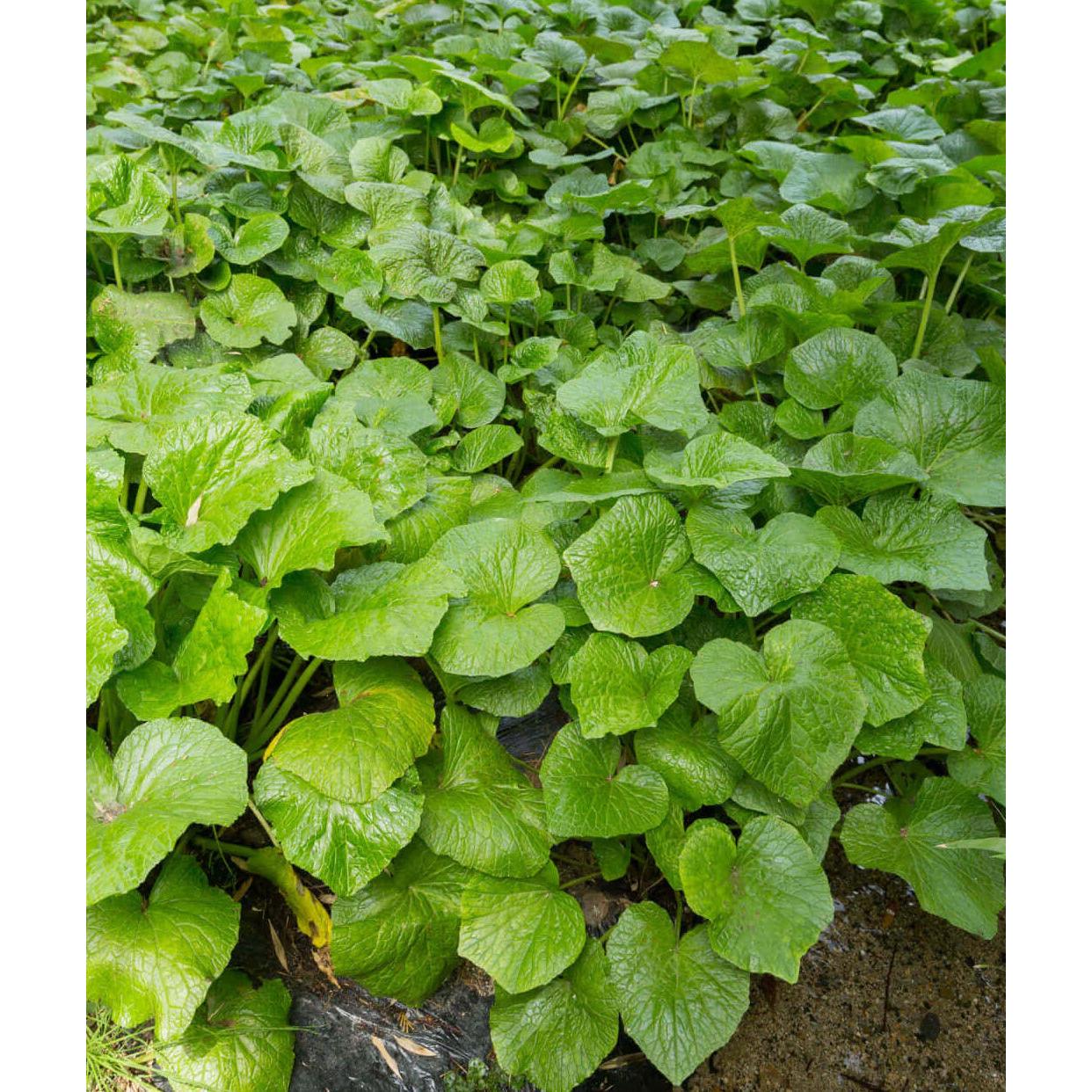 Wild Ginger - 5 Root Divisions