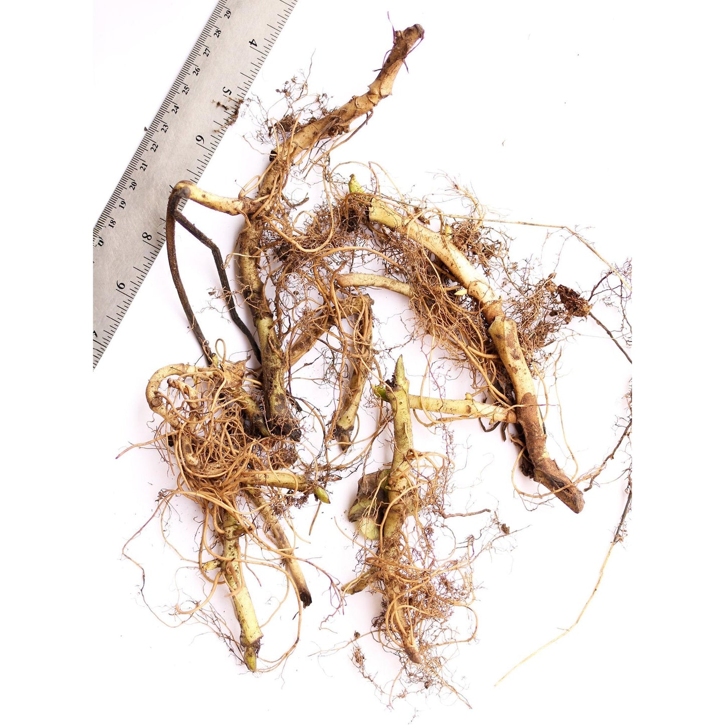 Wild Ginger - 5 Root Divisions