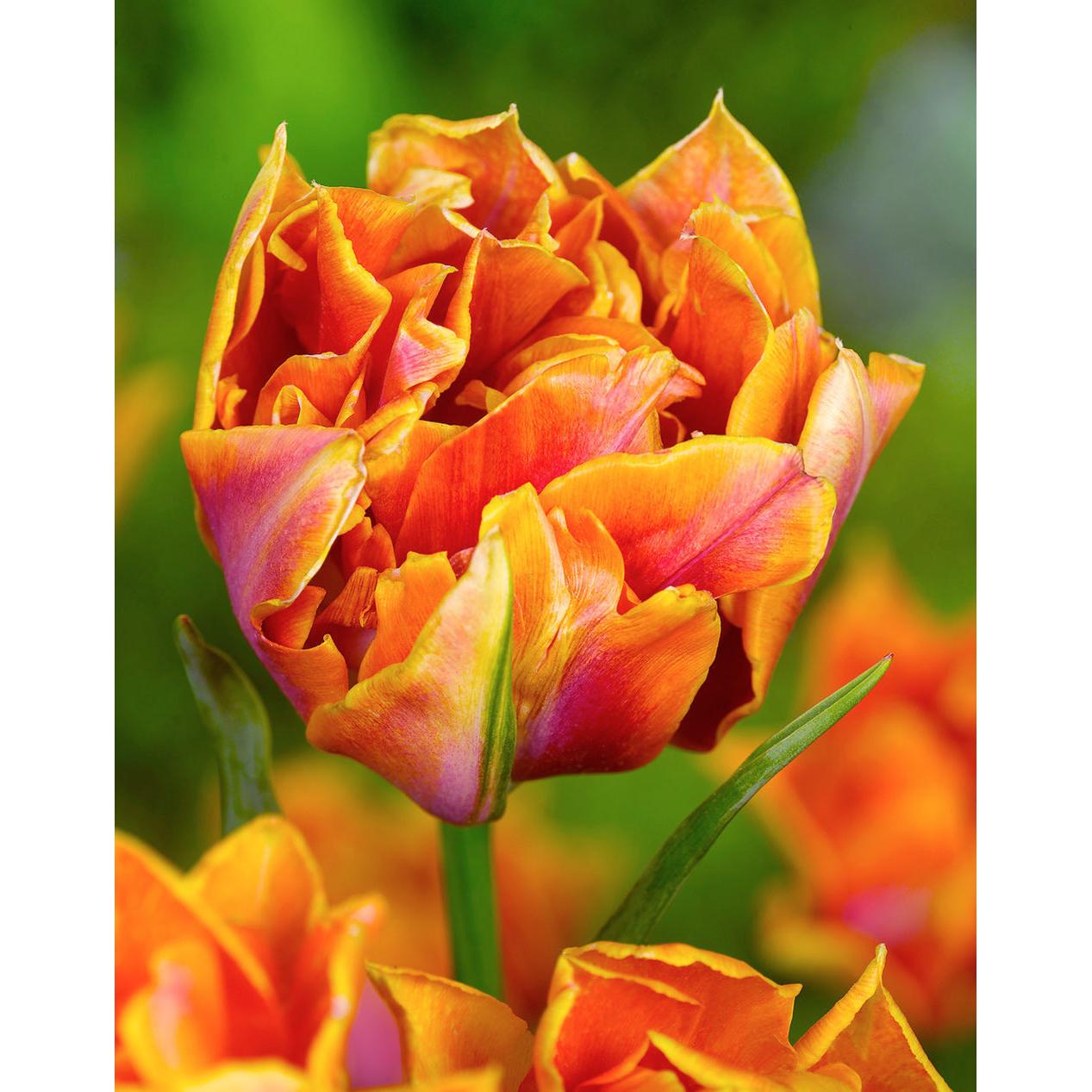 Willem van Oranje Double Early Tulip - 10 bulbs