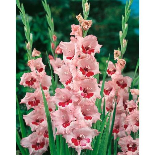 Wine and Roses Gladiolus - 5 bulbs