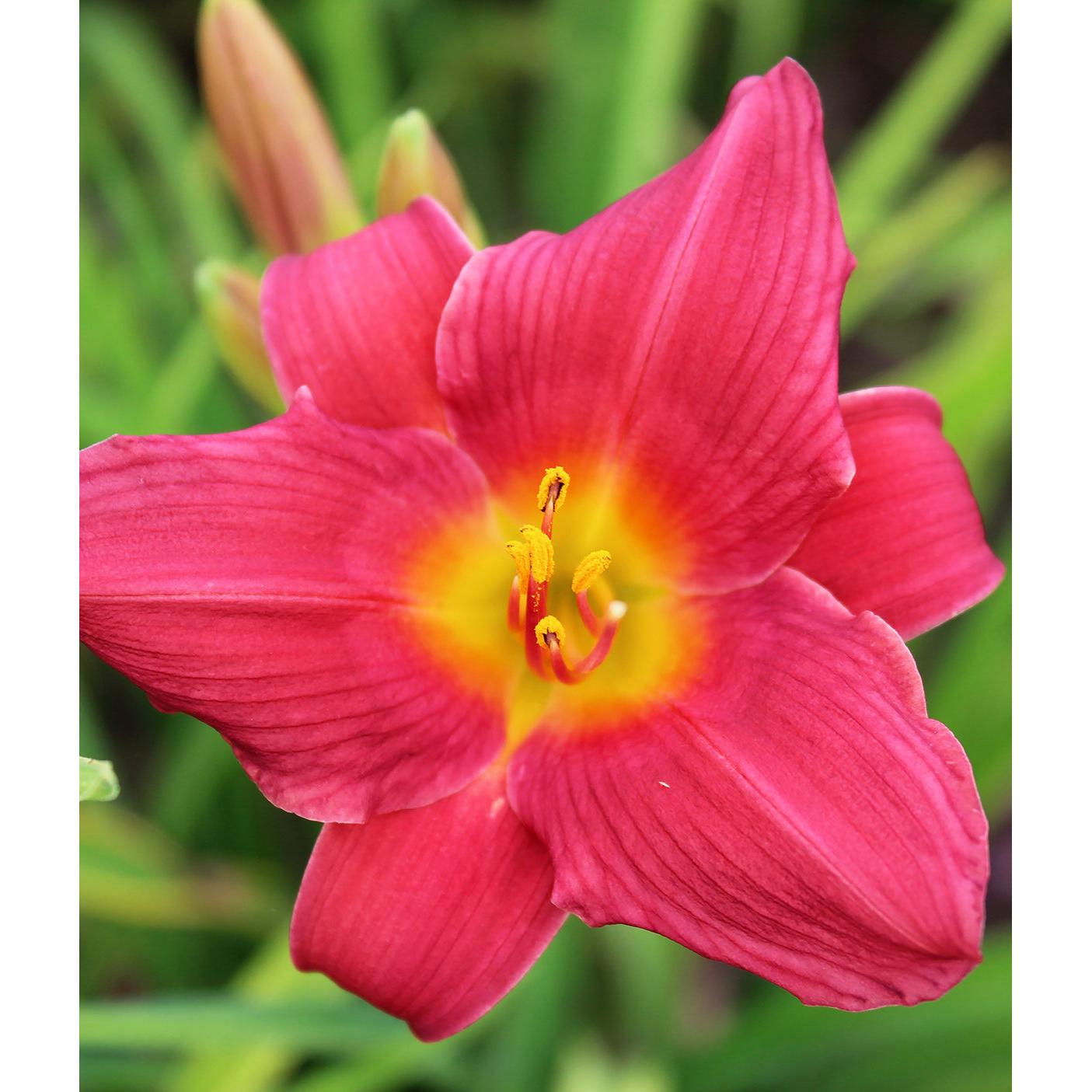 Wine Delight Daylily - 3 root divisions