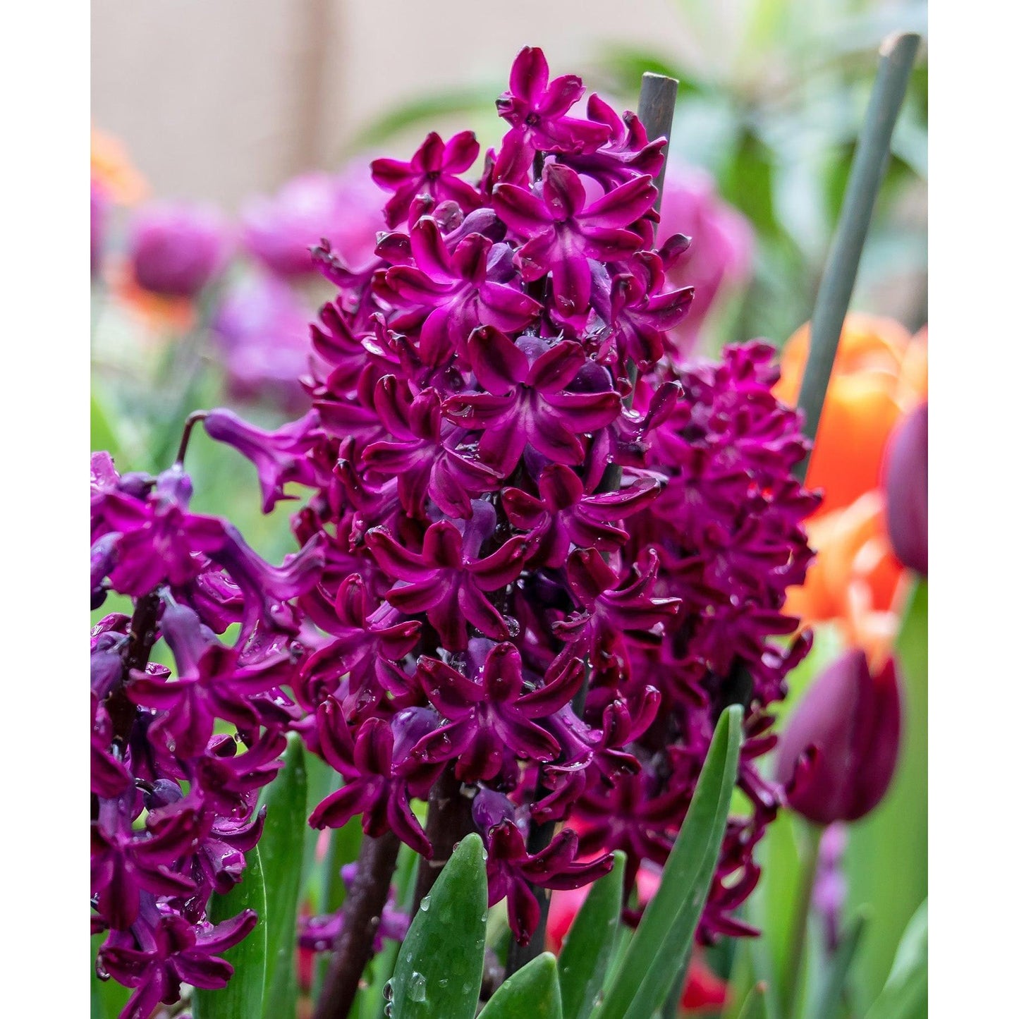 Woodstock Hyacinth - 10 bulbs