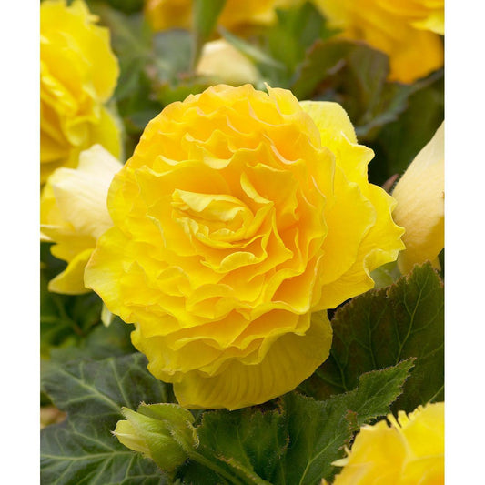 Yellow Double Begonia - 3 tubers