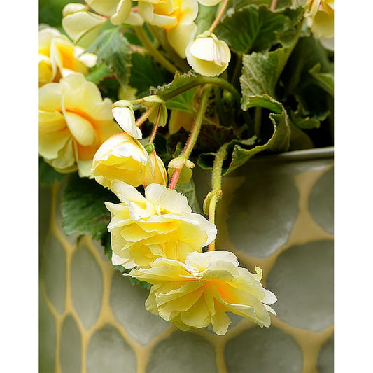 Yellow Fragrant Hanging Basket Begonia - 3 tubers