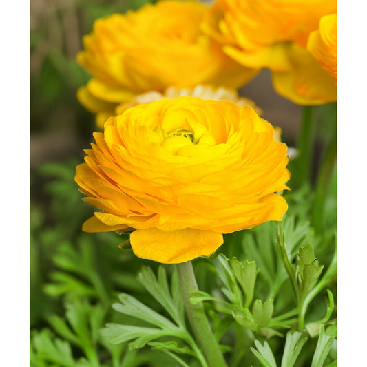 Yellow Ranunculus - 10 bulbs