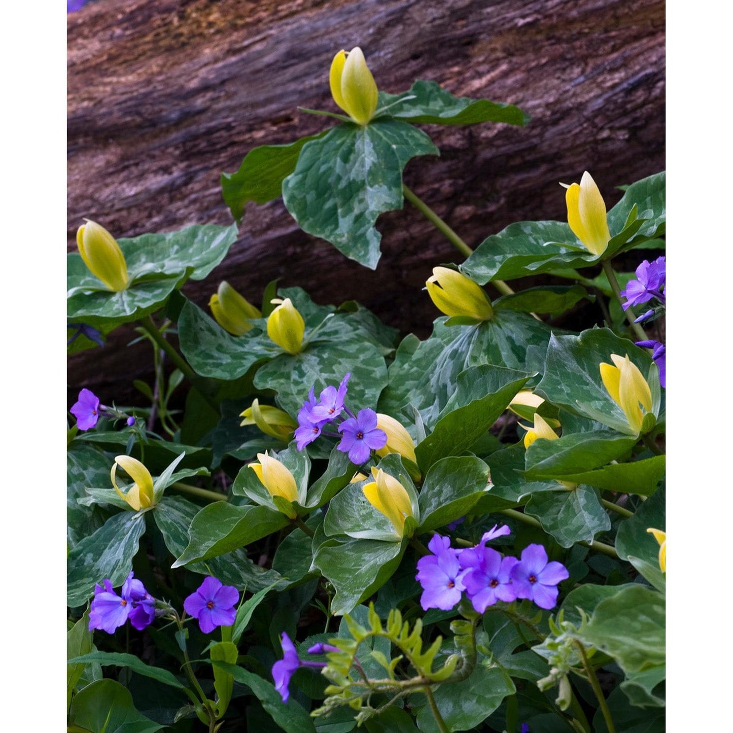 Yellow Trillium (Wood Lily) - 5 Root Divisions