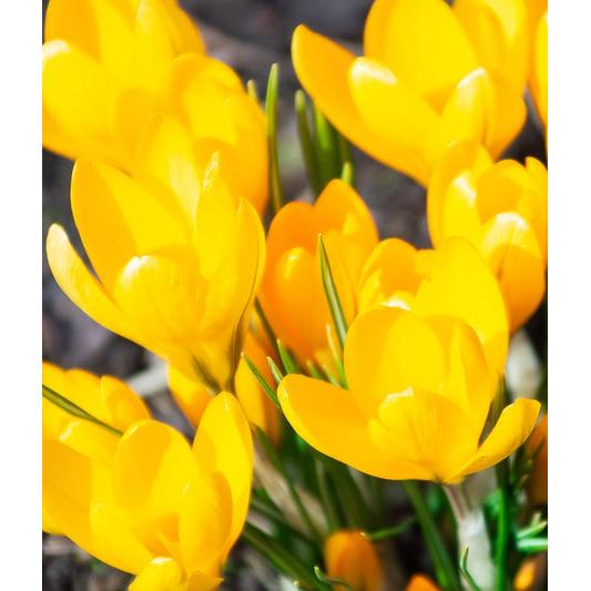 Yellow Mammoth Large Flowering Crocus - 10 bulbs
