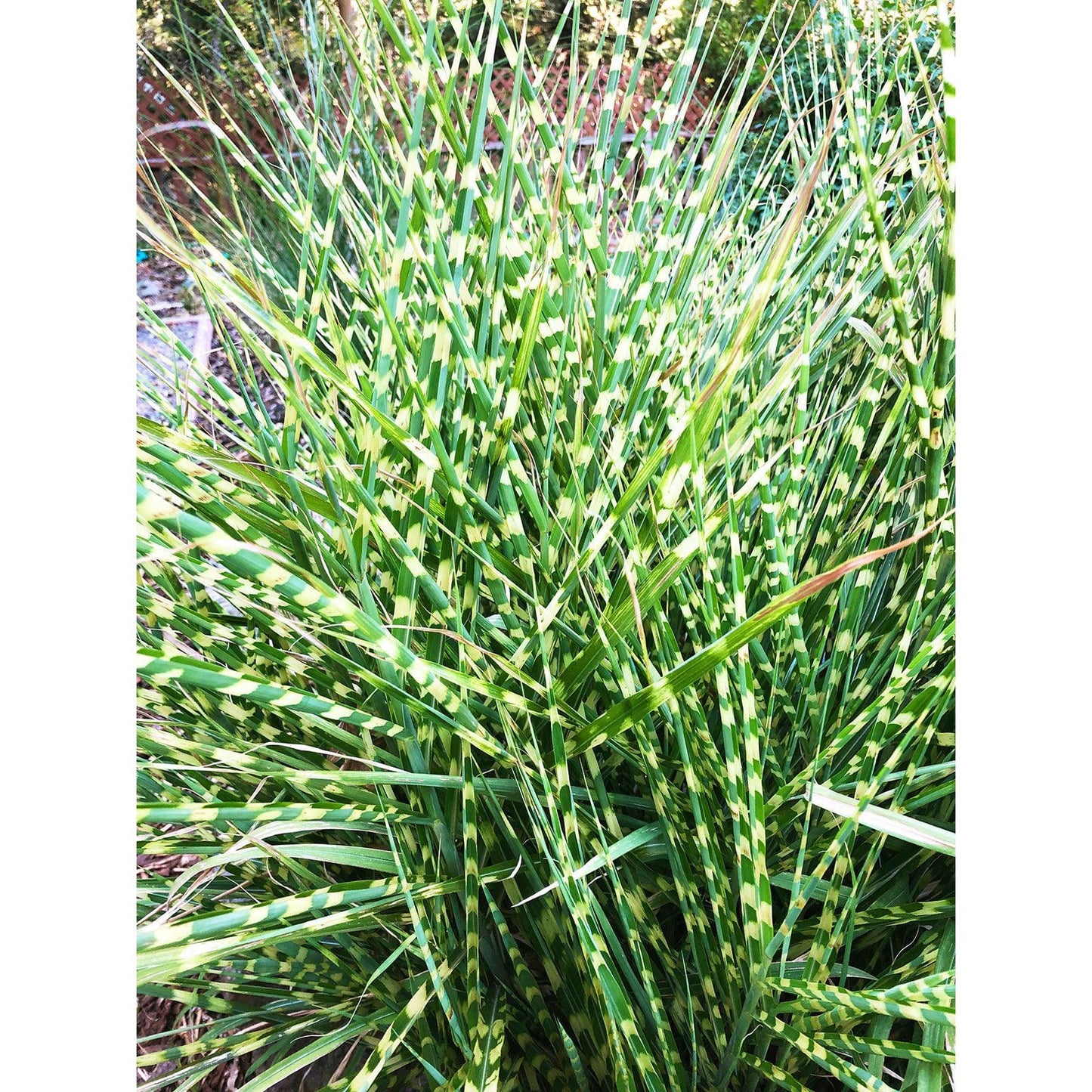Zebra Grass - 3 bareroot plants