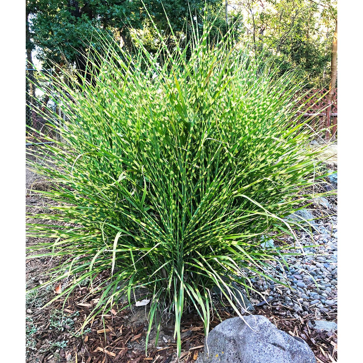 Zebra Grass - 3 bareroot plants