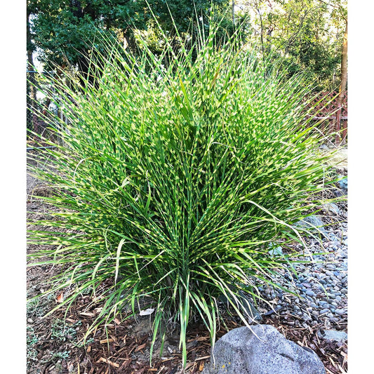 Zebra Grass - 3 bareroot plants