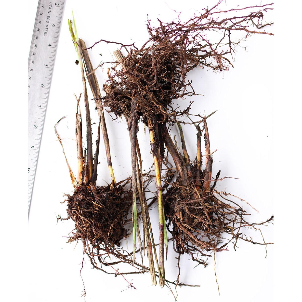 Zebra Grass - 3 bareroot plants