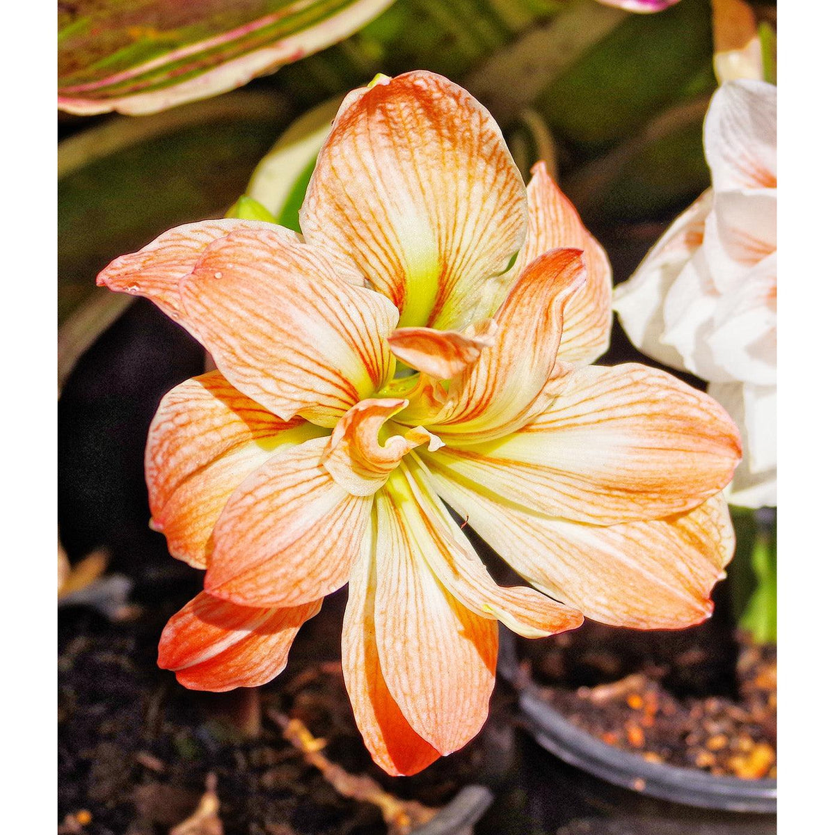 Zombie® Sonata Amaryllis - 16-20 cm bulb