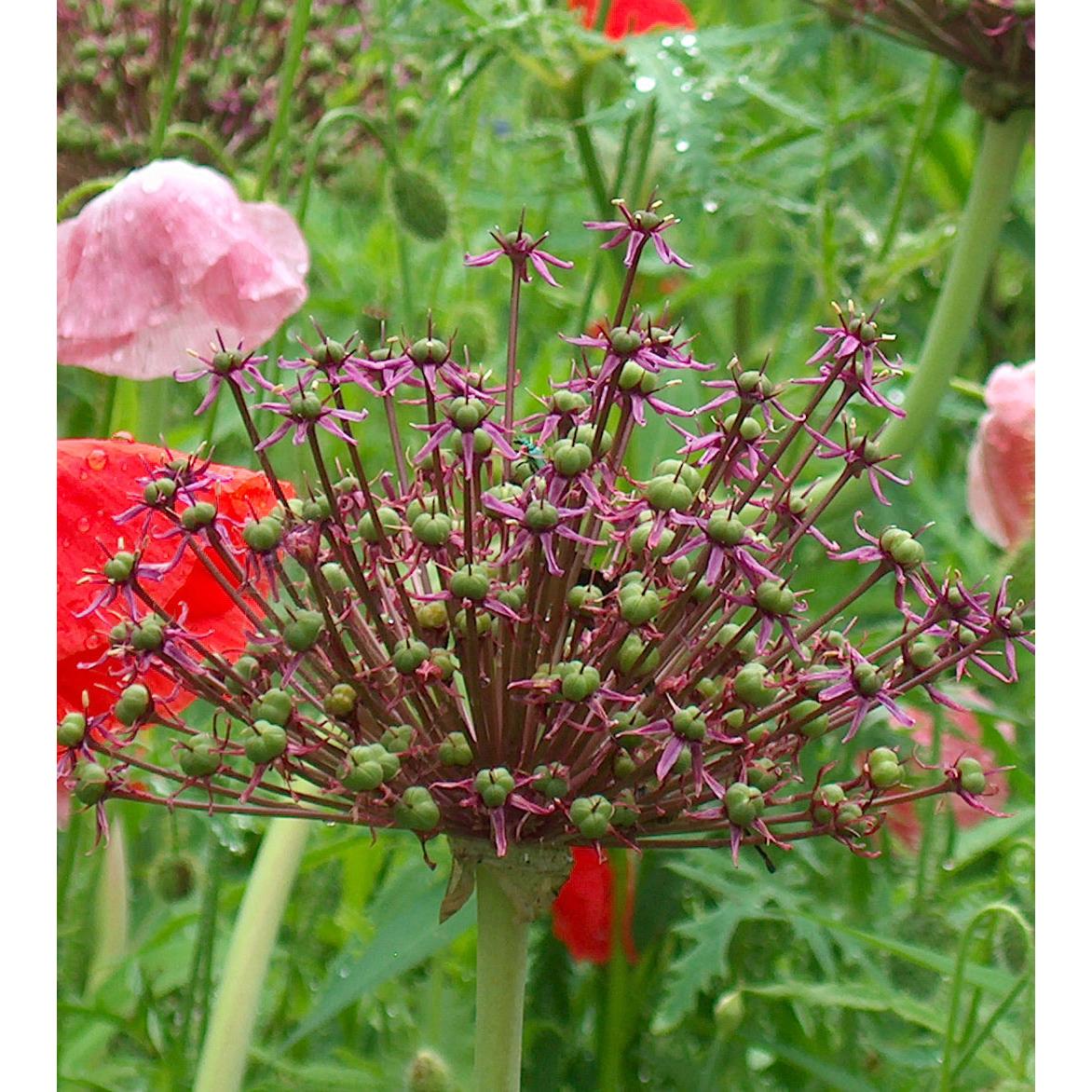 Atropurpureum Allium - 5 bulbs