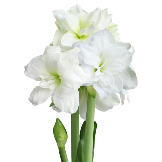 Alfresco® Sonata Amaryllis