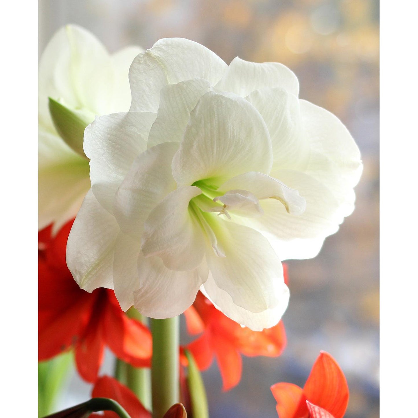 Alfresco® Sonata Amaryllis