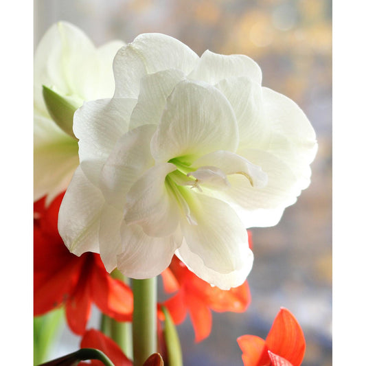 Alfresco® Sonata Amaryllis
