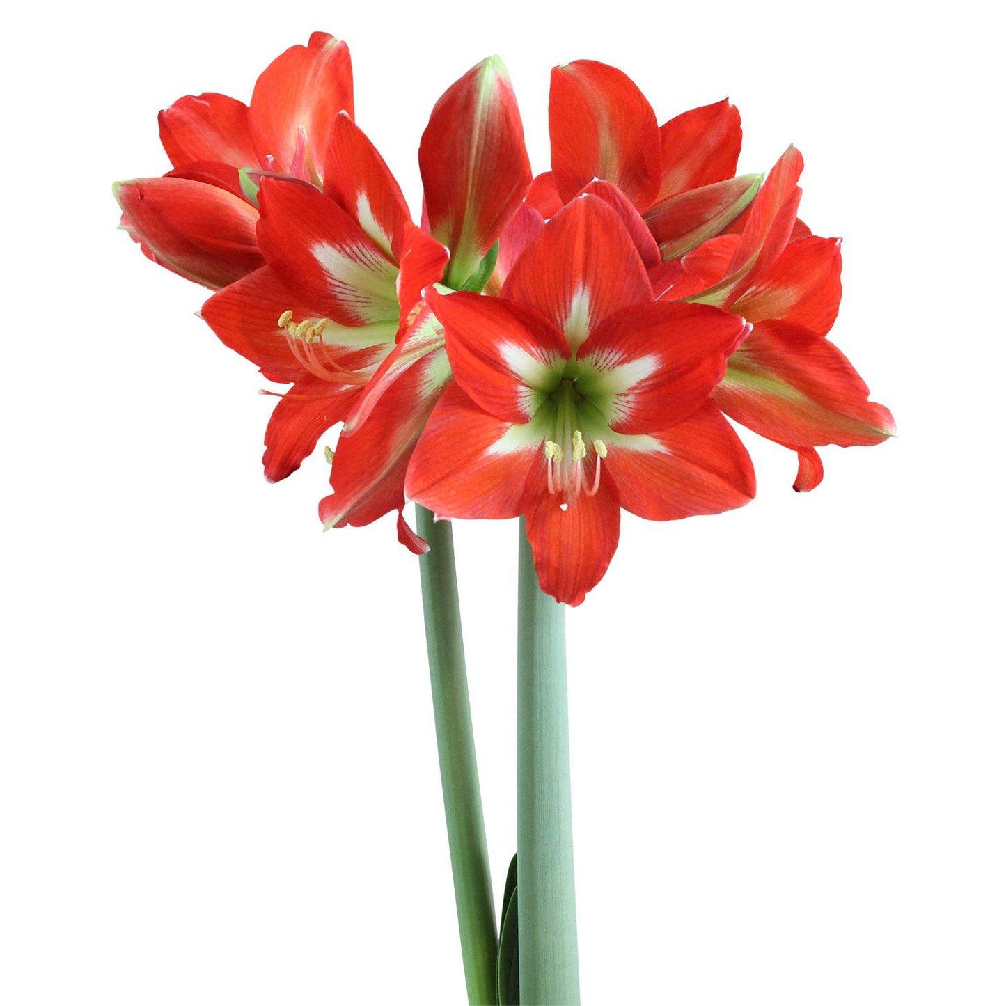 Christmas Star® Sonata Amaryllis