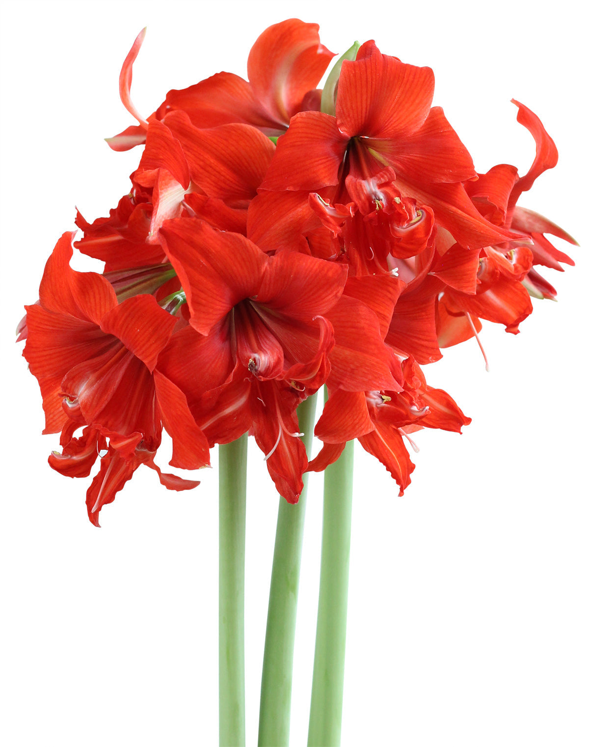Fanfare® Sonata Amaryllis