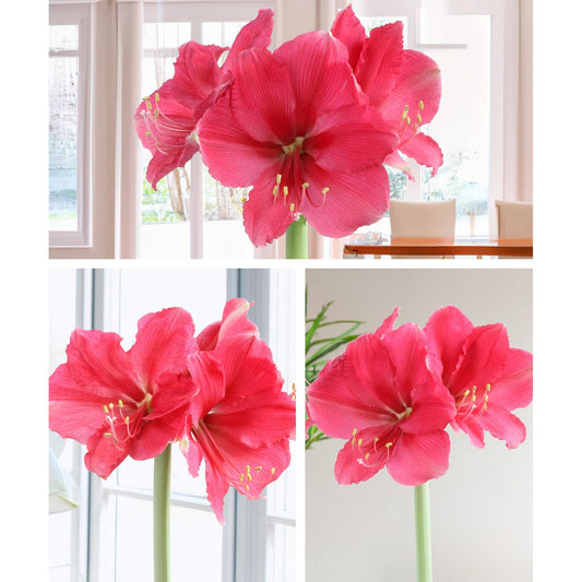 Amaryllis 3-Pack: Pink