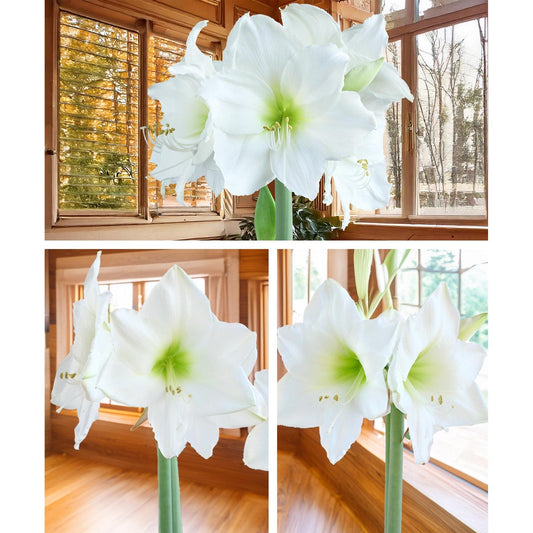 Amaryllis 3-Pack: White
