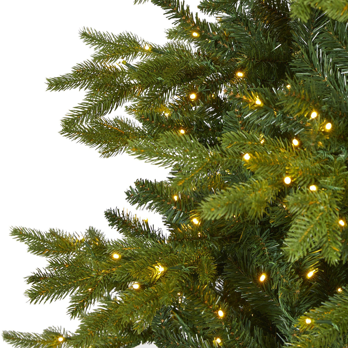 a close up of a tree