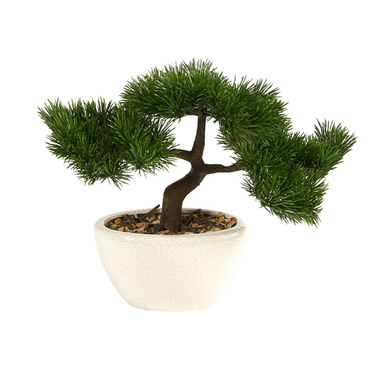 a small tree in a pot