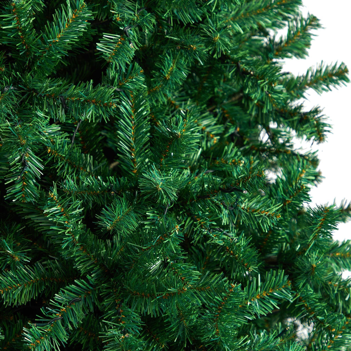 a close up of a tree
