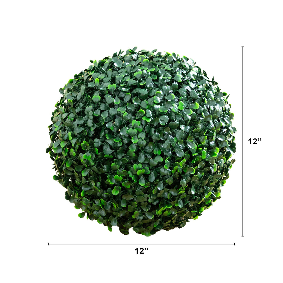 a green bush with a height of 12 inches