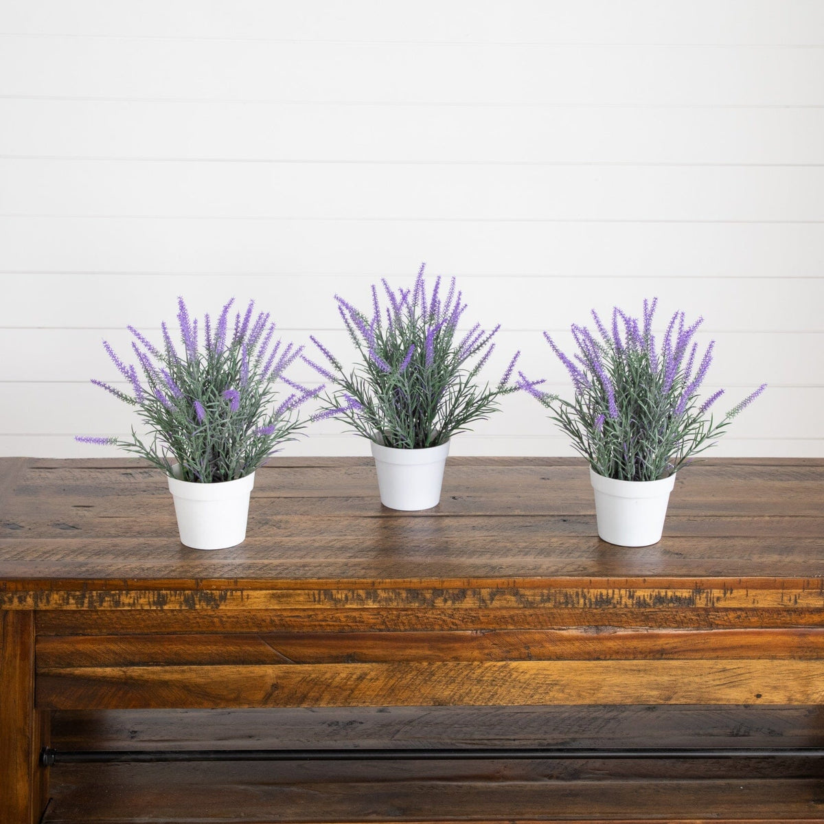 a group of potted plants on a table