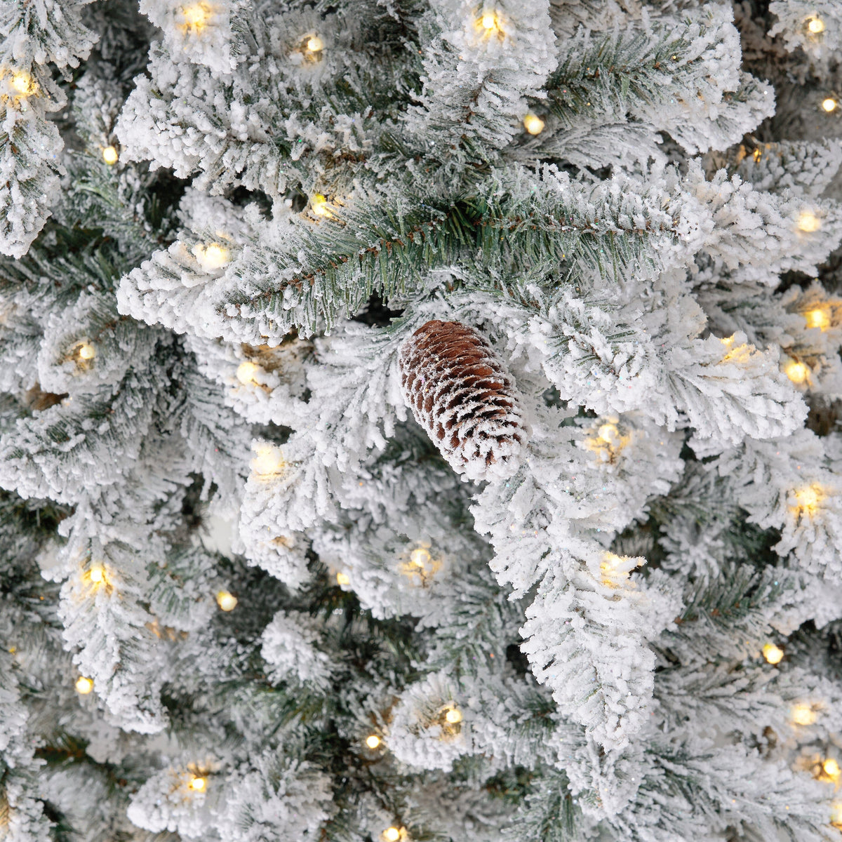 a pine cone on a tree