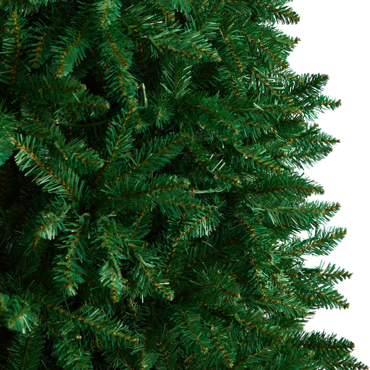 a close up of a tree