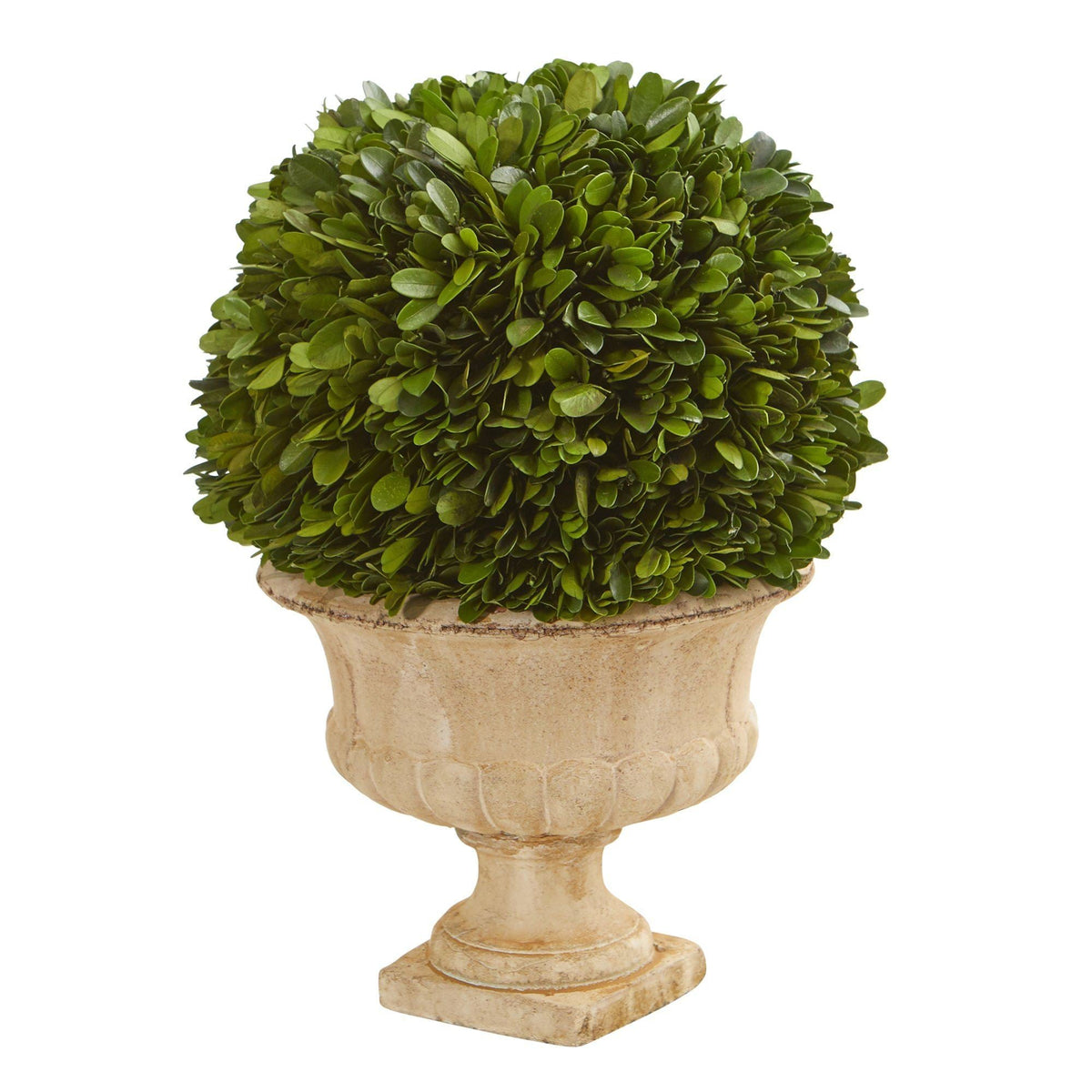 a plant in a pot