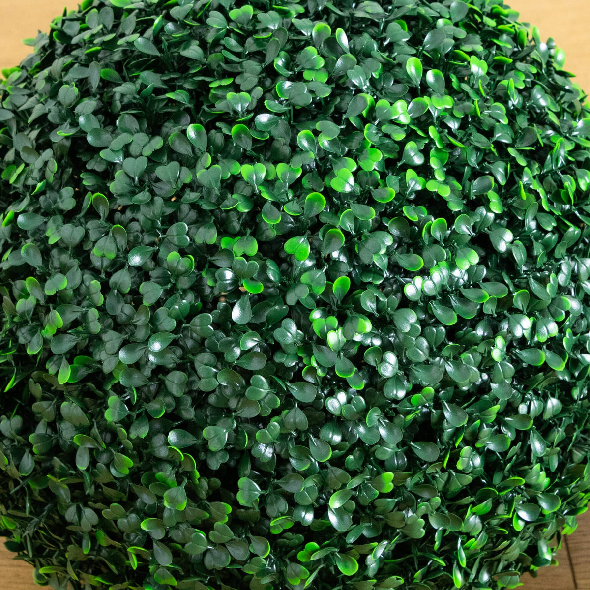 a green bush with small leaves