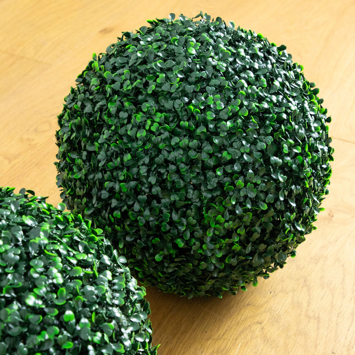 two round green plants on a wood surface