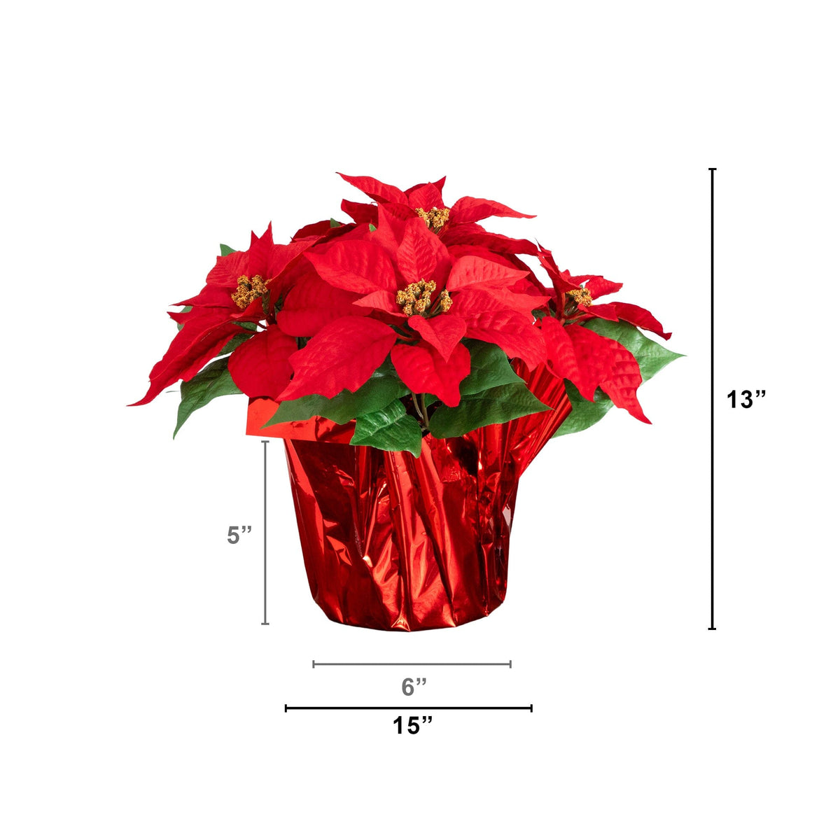 a red poinsettia plant in a pot with measurements