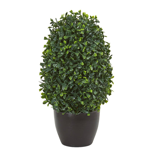 a potted plant with a round top