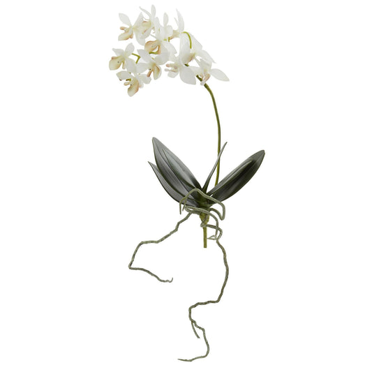 a white flower with long stems and leaves