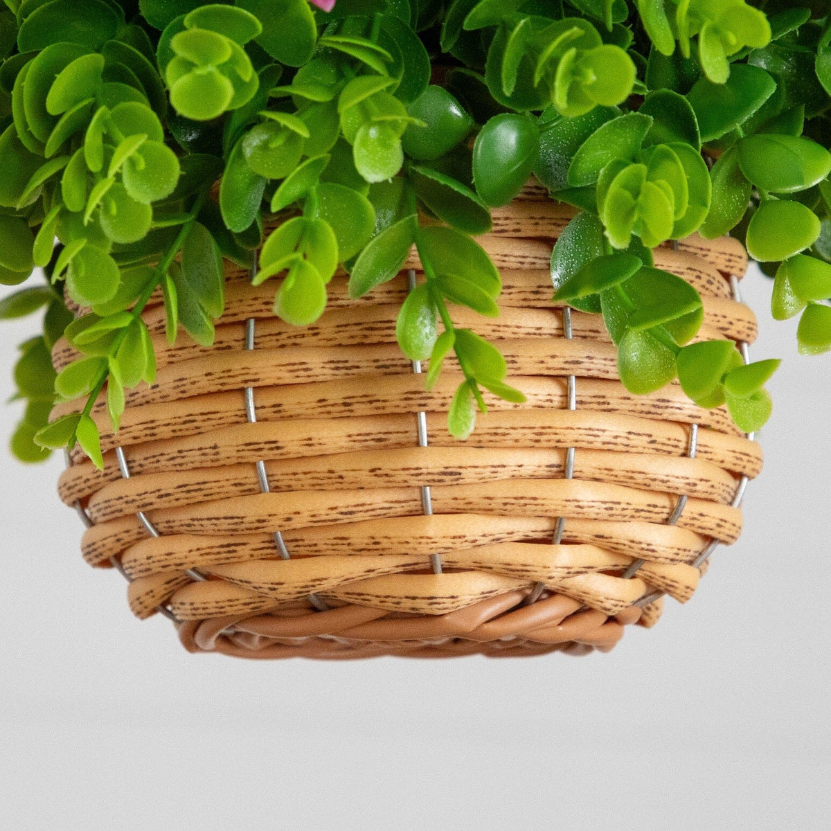 a plant in a basket