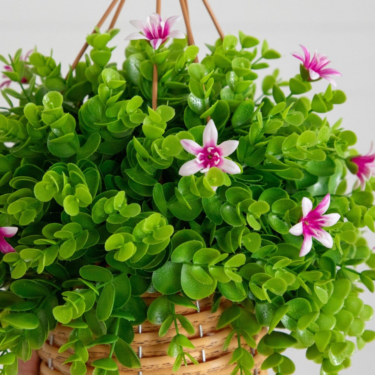 a plant in a basket