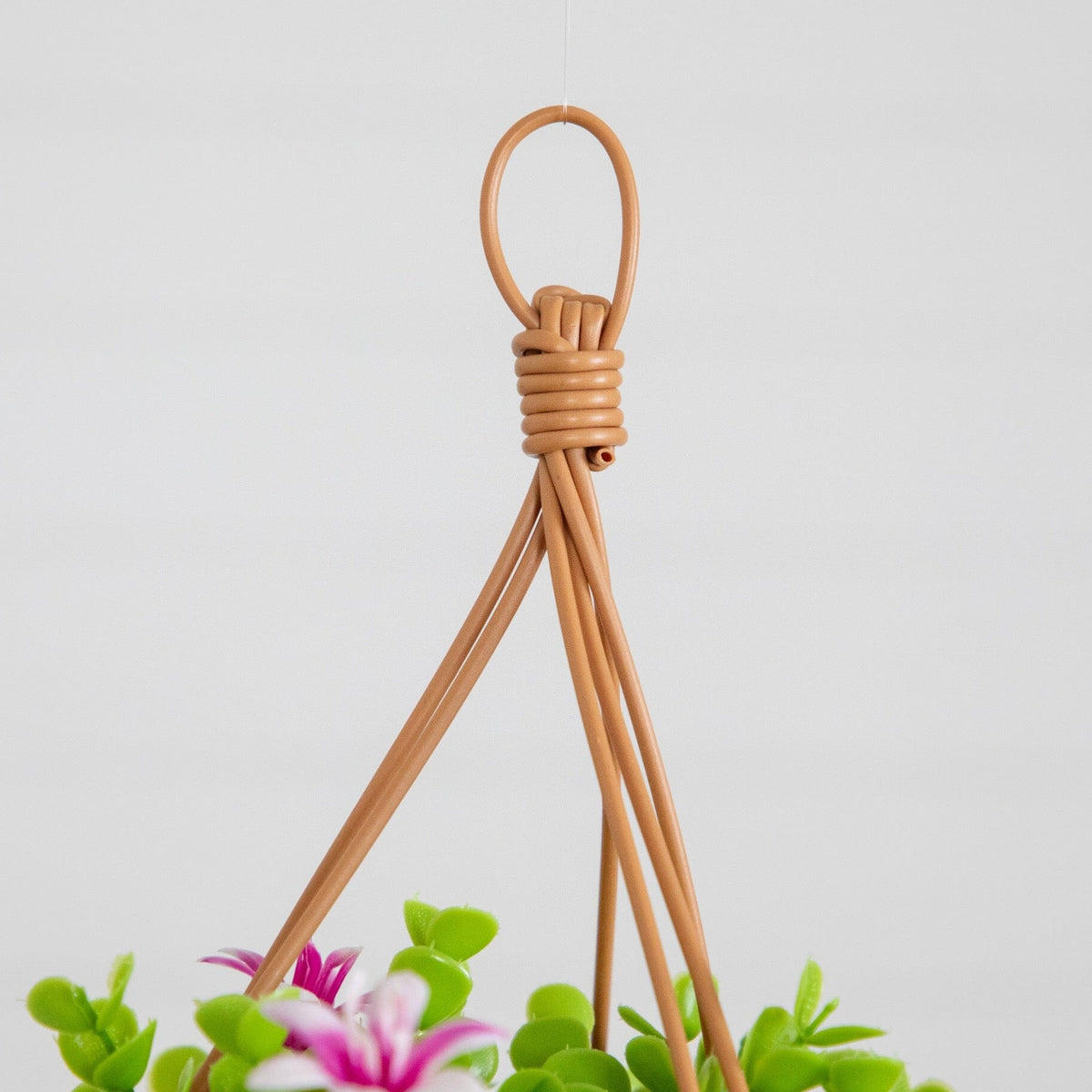 a close up of a plant