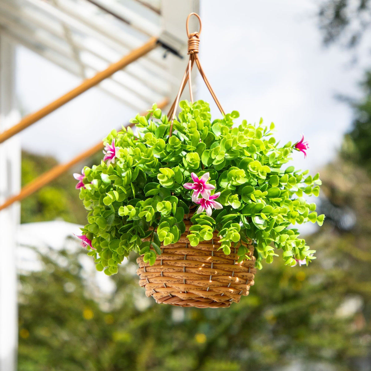 a plant in a basket