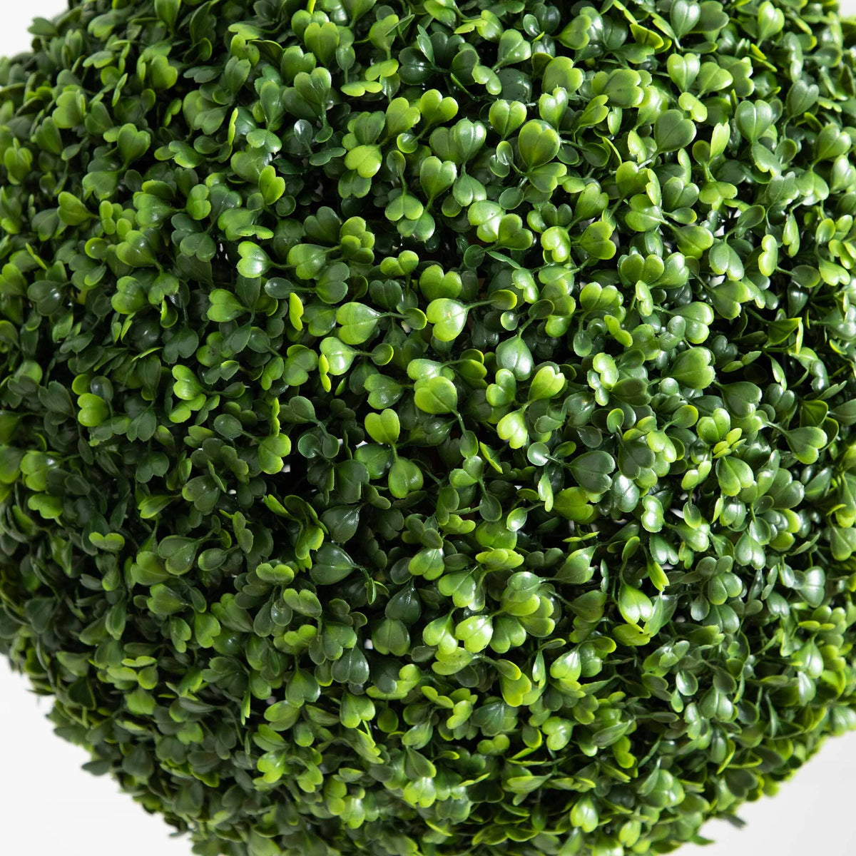 a green bush with small leaves
