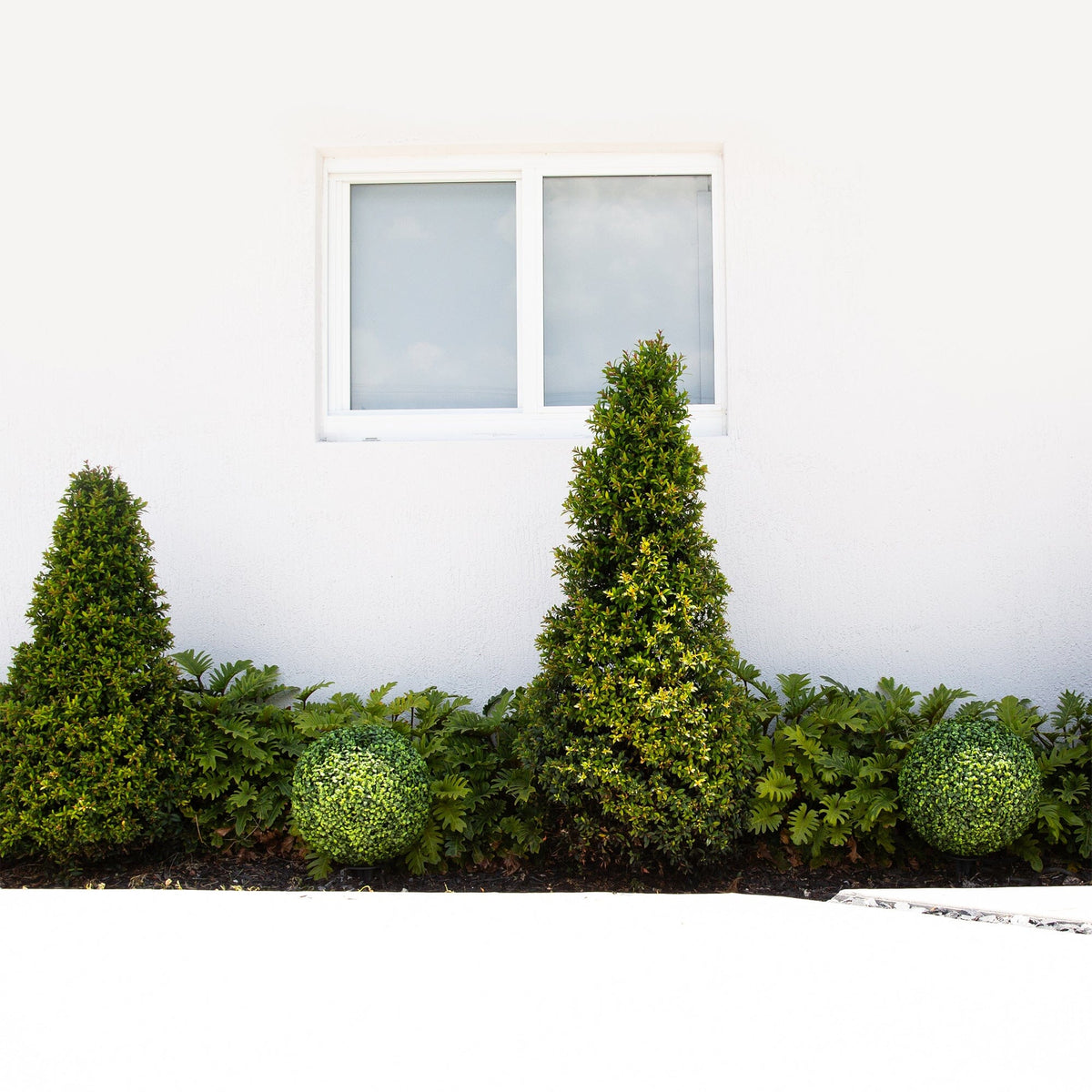 a row of bushes next to a window