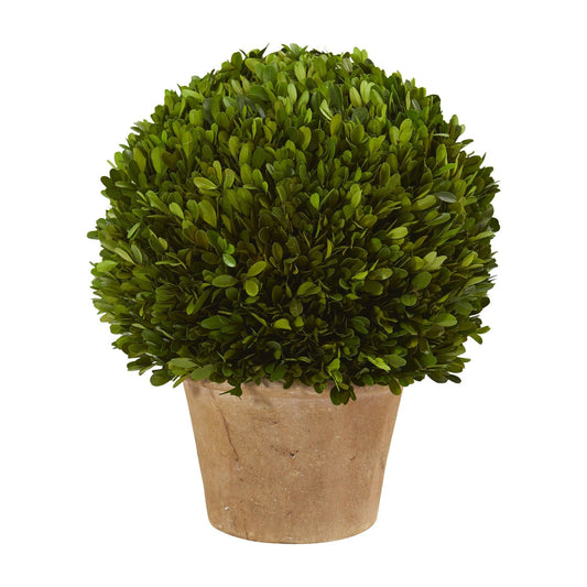 a potted plant with a round green bush