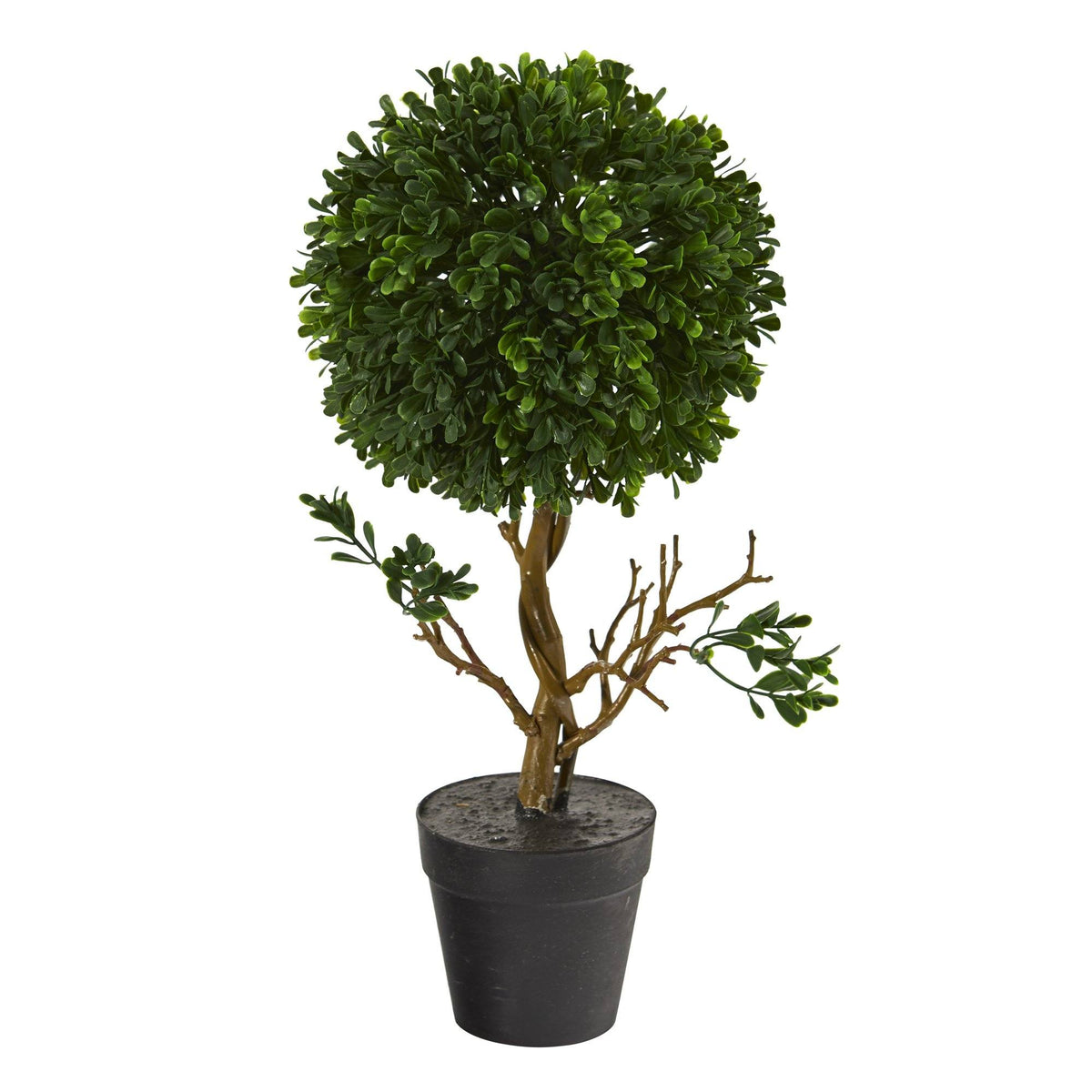 a potted plant with a round top