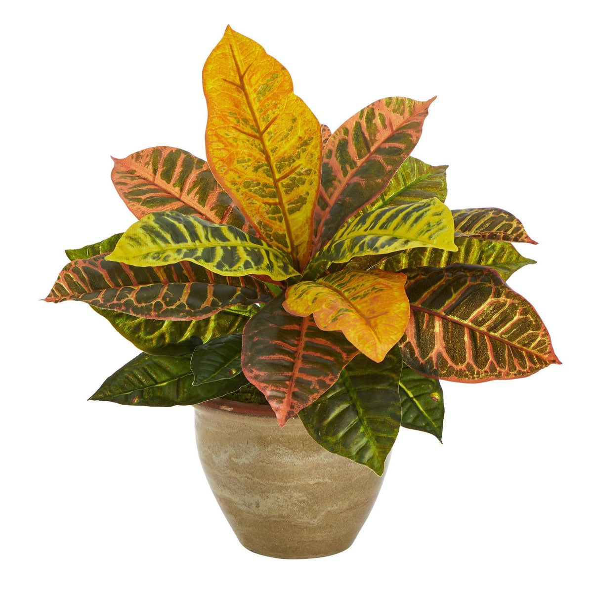a potted plant with colorful leaves